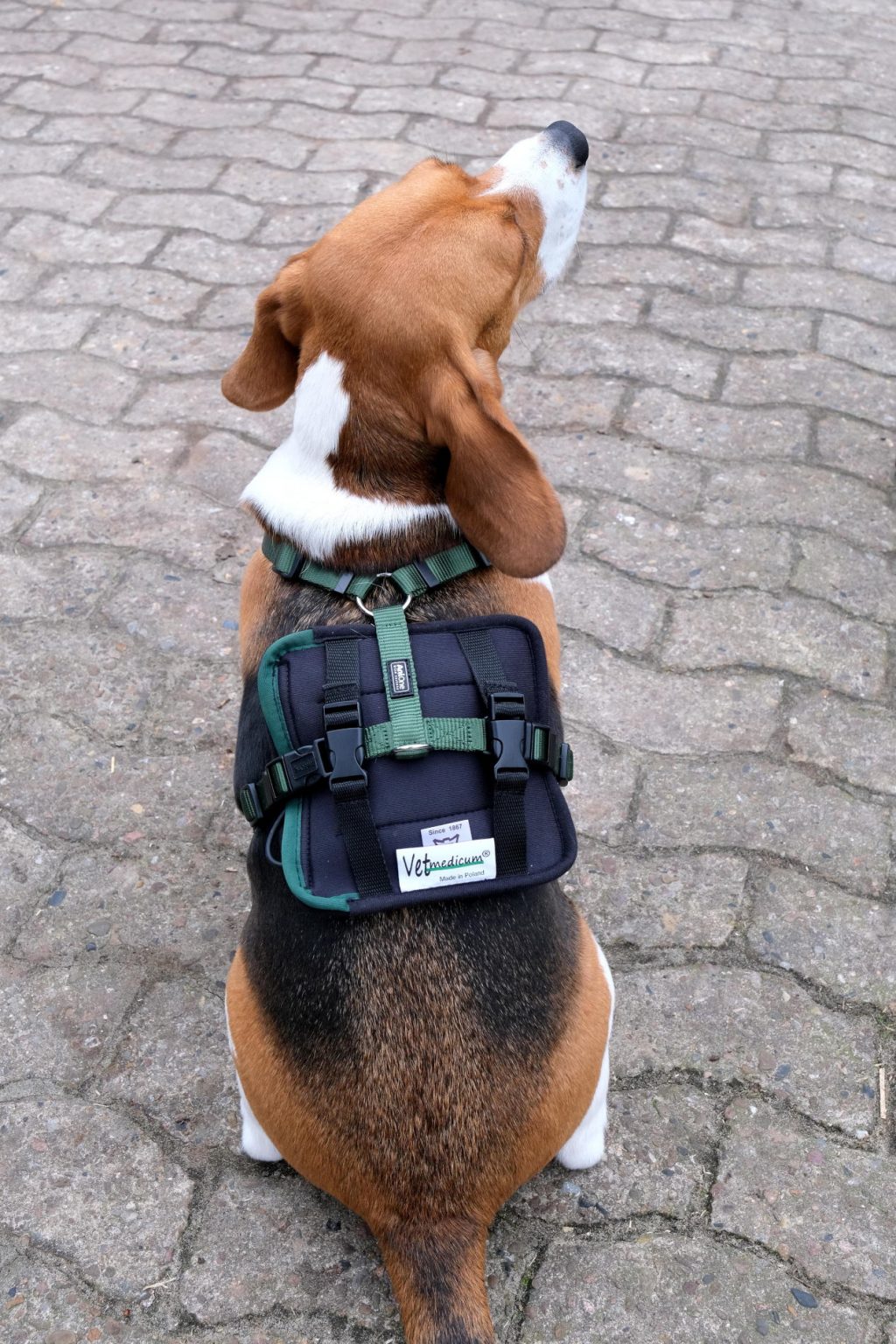 Vetmedicum® Kombi-Pad Bewegung und Training für Hunde